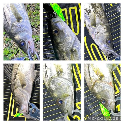 シーバスの釣果