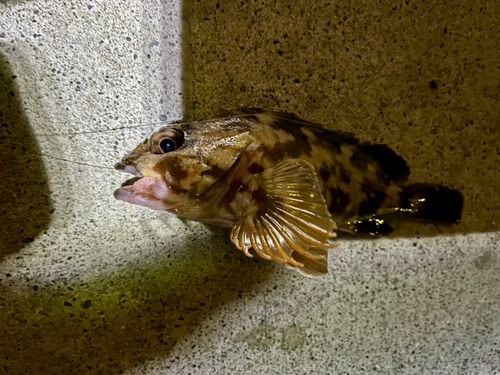 カサゴの釣果