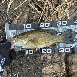 スモールマウスバス