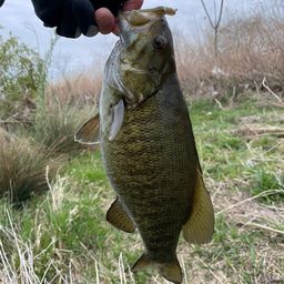 スモールマウスバス