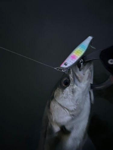 セイゴ（マルスズキ）の釣果