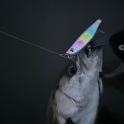 セイゴ（マルスズキ）