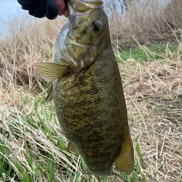 スモールマウスバス