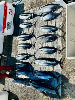 ビンチョウマグロの釣果