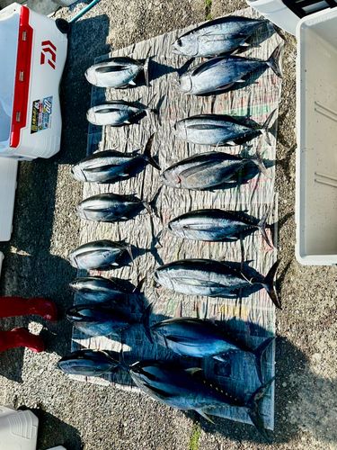ビンチョウマグロの釣果