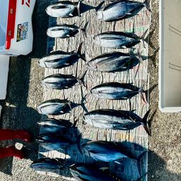 ビンチョウマグロ