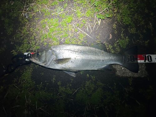 ヒラスズキの釣果