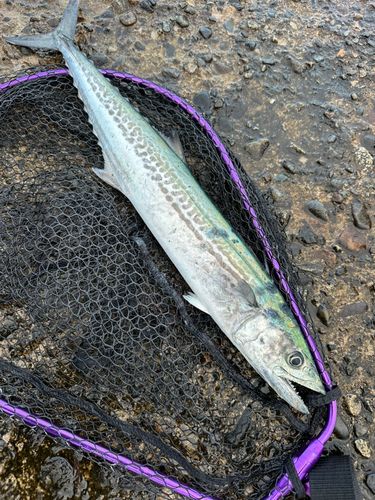 サゴシの釣果