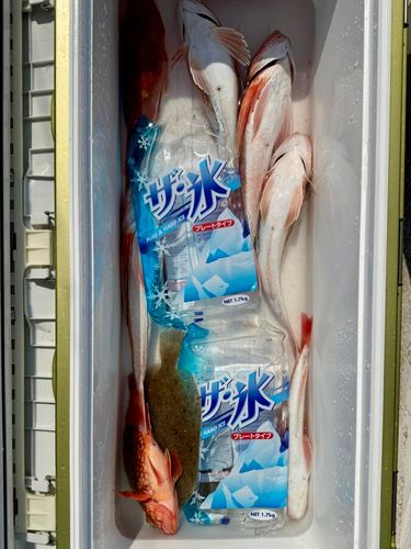 ガンゾウビラメの釣果