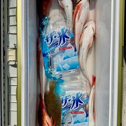 ガンゾウビラメ