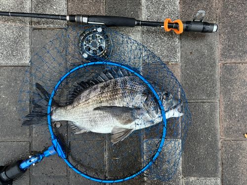 クロダイの釣果
