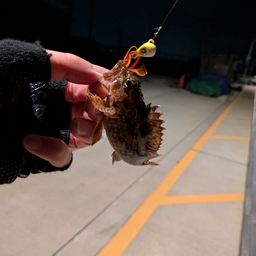カサゴ