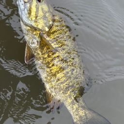 スモールマウスバス