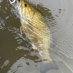 スモールマウスバス