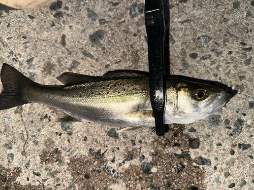 セイゴ（タイリクスズキ）の釣果