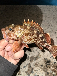 カサゴの釣果