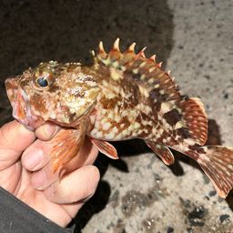 カサゴ