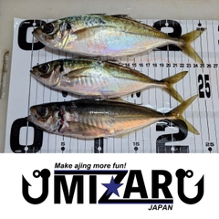 アジの釣果