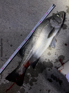 ヒラスズキの釣果