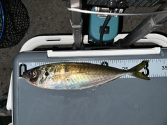マアジの釣果
