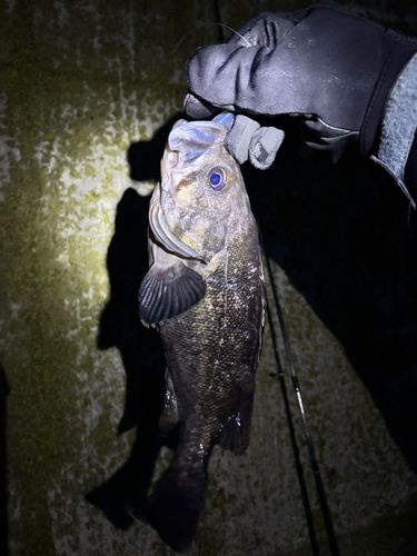 クロソイの釣果