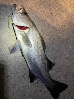 ヒラスズキの釣果