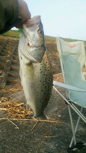 スズキの釣果