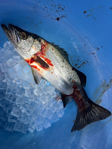 ヒラスズキの釣果
