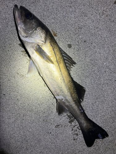 ヒラスズキの釣果