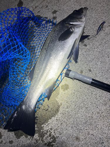 ヒラスズキの釣果