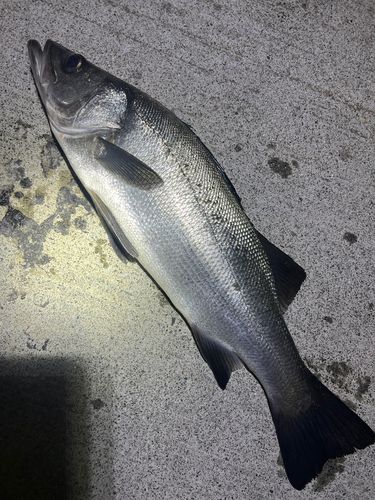 ヒラスズキの釣果