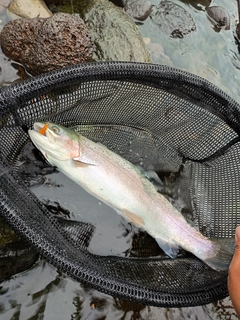 ニジマスの釣果
