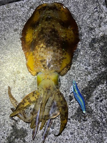アオリイカの釣果