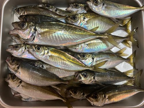 マアジの釣果