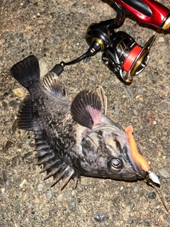 クロソイの釣果