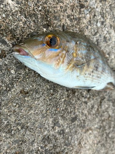 ハマフエフキの釣果