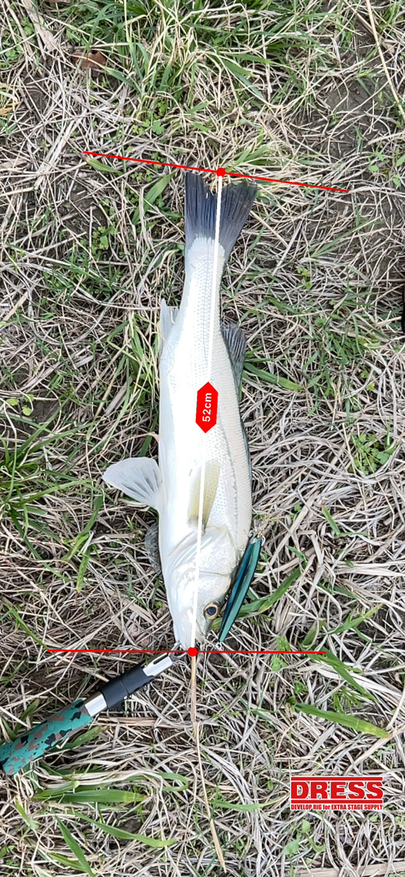 DAIWA 19レグザ LT3000-XHの最安値・インプレ・釣果 | 本音の