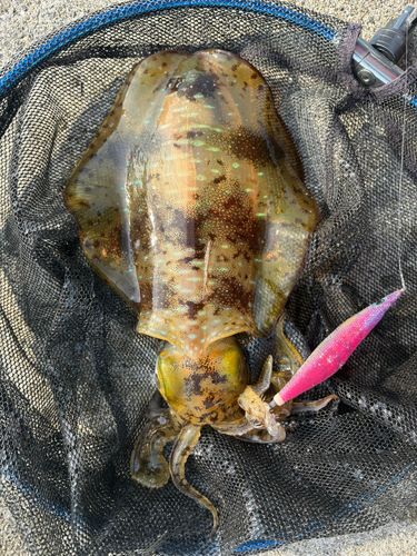 アオリイカの釣果