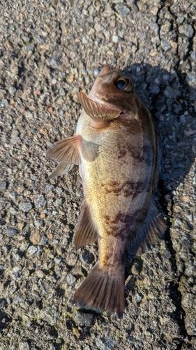 メバルの釣果