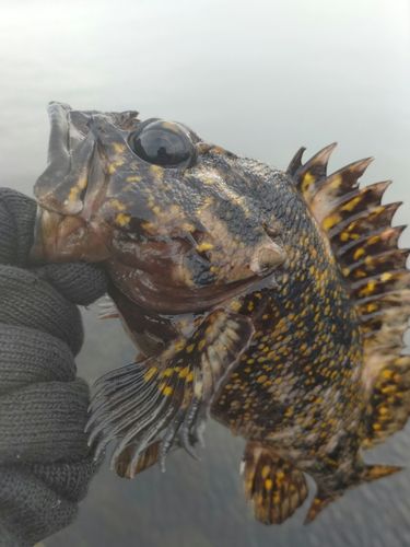 オウゴンムラソイの釣果