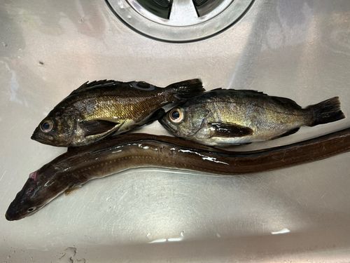 クロメバルの釣果