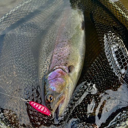 ニジマスの釣果