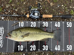 ラージマウスバスの釣果