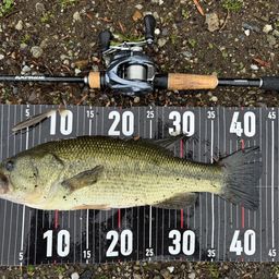 ラージマウスバス