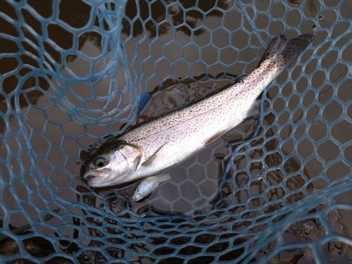 レインボートラウトの釣果