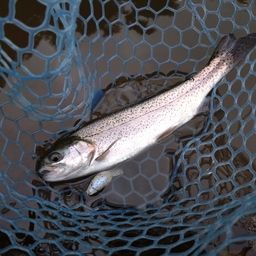 レインボートラウト