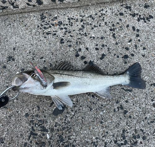 スズキの釣果