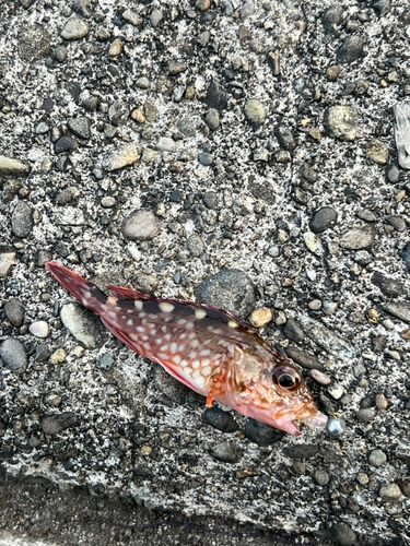 カサゴの釣果