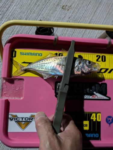 マアジの釣果