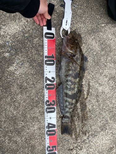 アイナメの釣果